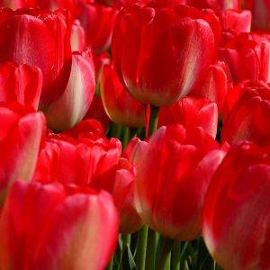 Tulip extract fragrance in parfume HollandBiodiversity.com