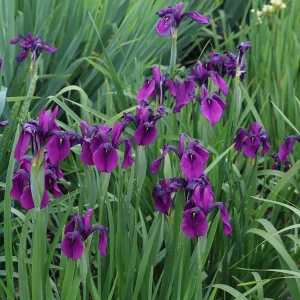 Iris ensata absolue extract HollandBiodiversity.com