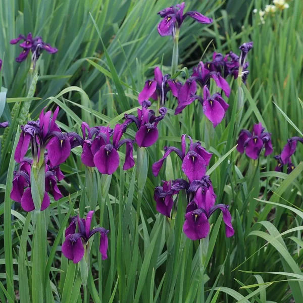 Iris ensata roots for absolue extract active ingredient HollandBiodiversity.com