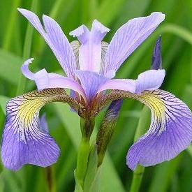 iris versicolor extract HollandBiodiversity.com